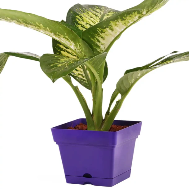 [98652] Square Pot 38 cm + Plate & Wheel